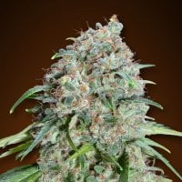 Oo  Cannabis  Seeds  Chocolate  Skunk  Cbd