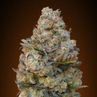 Oo  Cannabis  Seeds  Chocolate  Skunk
