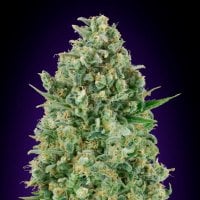 Oo  Cannabis  Seeds  Critical  Poison