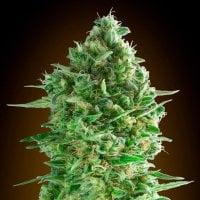 Oo  Cannabis  Seeds  Do  Si  Dos  Cookies