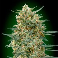Oo  Cannabis  Seeds  Gorilla  Fast  Version