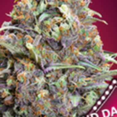 Oo  Cannabis  Seeds  Grand  Daddy  Purple