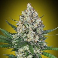 Oo Cannabis Seeds Lemon Og