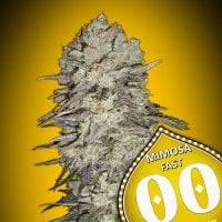 Oo  Cannabis  Seeds  Mimosa  Fast