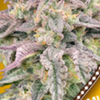 Oo  Cannabis  Seeds  Mimosa