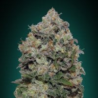 Oo  Cannabis  Seeds  Northern  Lights