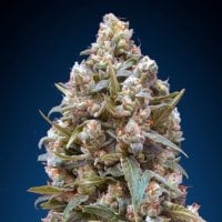 Oo  Cannabis  Seeds  Oo  Kush