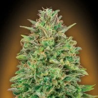 Oo  Cannabis  Seeds  Oo  Skunk