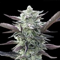 Oo  Cannabis  Seeds  Oreoz