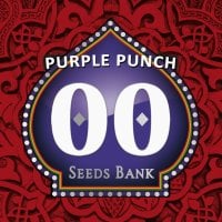Oo  Cannabis  Seeds  Purple  Punch