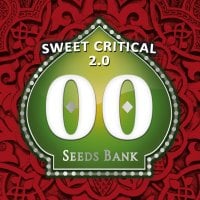 Oo  Cannabis  Seeds  Sweet  Critical 2 0