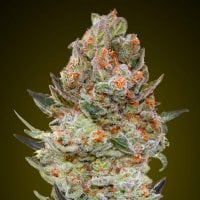 Oo  Cannabis  Seeds  Sweet  Critical  Cbd