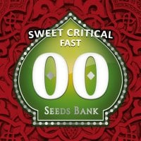 Oo  Cannabis  Seeds  Sweet  Critical  Fast  Version