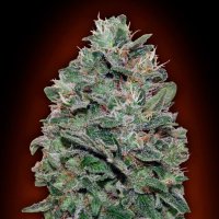Oo  Cannabis  Seeds  Sweet  Soma