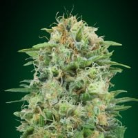 Oo  Cannabis  Seeds  White  Widow  Cbd