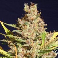 Original Sensible Seed Company Cannabis Seeds Alien Gorilla