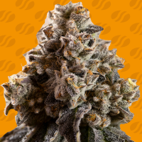 Original Sensible Seed Company Cannabis Seeds Alien Moonrocks