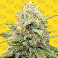 Original  Sensible  Seed  Company  Cannabis  Seeds  Apple  Fritter  Auto