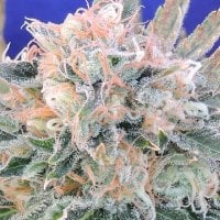 Original  Sensible  Seed  Company  Cannabis  Seeds  Auto  Blueberry  Ghost  Og