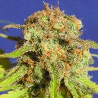Original Sensible Seed Company Cannabis Seeds Auto Bruce Banner 3