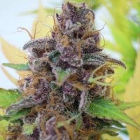 Original  Sensible  Seed  Company  Cannabis  Seeds  Auto  Gelato