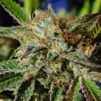 Original  Sensible  Seed  Company  Cannabis  Seeds  Auto  Ghost  Cookies
