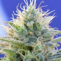 Original Sensible Seed Company Cannabis Seeds Auto Ghost Og
