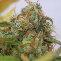 Original  Sensible  Seed  Company  Cannabis  Seeds  Auto  Gorilla  Glue 4