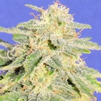 Original  Sensible  Seed  Company  Cannabis  Seeds  Auto  Jack  Herer