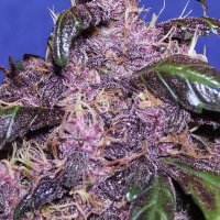 Original  Sensible  Seed  Company  Cannabis  Seeds  Auto  Purple