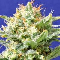 Original Sensible Seed Company Cannabis Seeds Auto Super Skunk