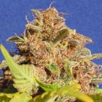 Original Sensible Seed Company Cannabis Seeds Auto Wedding Cake