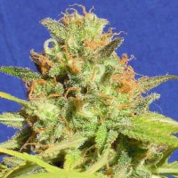 Original Sensible Seed Company Cannabis Seeds Auto Zkittlez