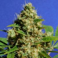 Original  Sensible  Seed  Company  Cannabis  Seeds  Banana  Sherbet
