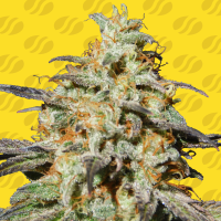 Original  Sensible  Seed  Company  Cannabis  Seeds  Biscotti  Auto