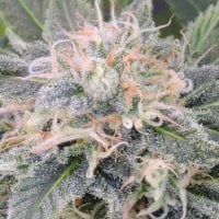 Original Sensible Seed Company Cannabis Seeds Black Ghost Og