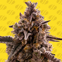 Original  Sensible  Seed  Company  Cannabis  Seeds  Black  Orchid  Auto