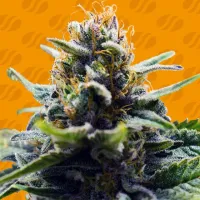 Original  Sensible  Seed  Company  Cannabis  Seeds  Blue  Zushi