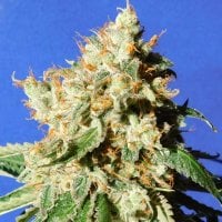 Original Sensible Seed Company Cannabis Seeds Blueberry Cookies Auto