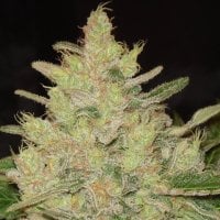 Original Sensible Seed Company Cannabis Seeds Blueberry Ghost Og