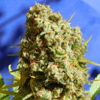Original Sensible Seed Company Cannabis Seeds Bruce Banner 3 Fast Version