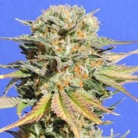Original Sensible Seed Company Cannabis Seeds Bruce Banner 3