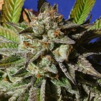Original Sensible Seed Company Cannabis Seeds Bruce Cookies