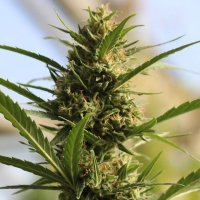 Original  Sensible  Seed  Company  Cannabis  Seeds  Cannaboom  Cbd