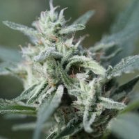 Original  Sensible  Seed  Company  Cannabis  Seeds  Cannafuel  Cbd