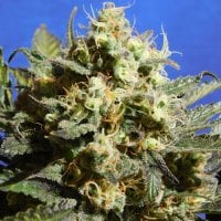 Original Sensible Seed Company Cannabis Seeds Cherry Alien Auto