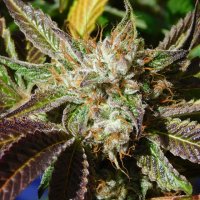 Original  Sensible  Seed  Company  Cannabis  Seeds  Do  Si  Dos  Auto