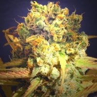 Original Sensible Seed Company Cannabis Seeds Dr Bruce Banner Cbd