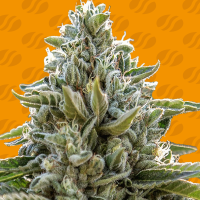Original Sensible Seed Company Cannabis Seeds Frosted Guava