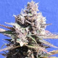 Original Sensible Seed Company Cannabis Seeds Gelato